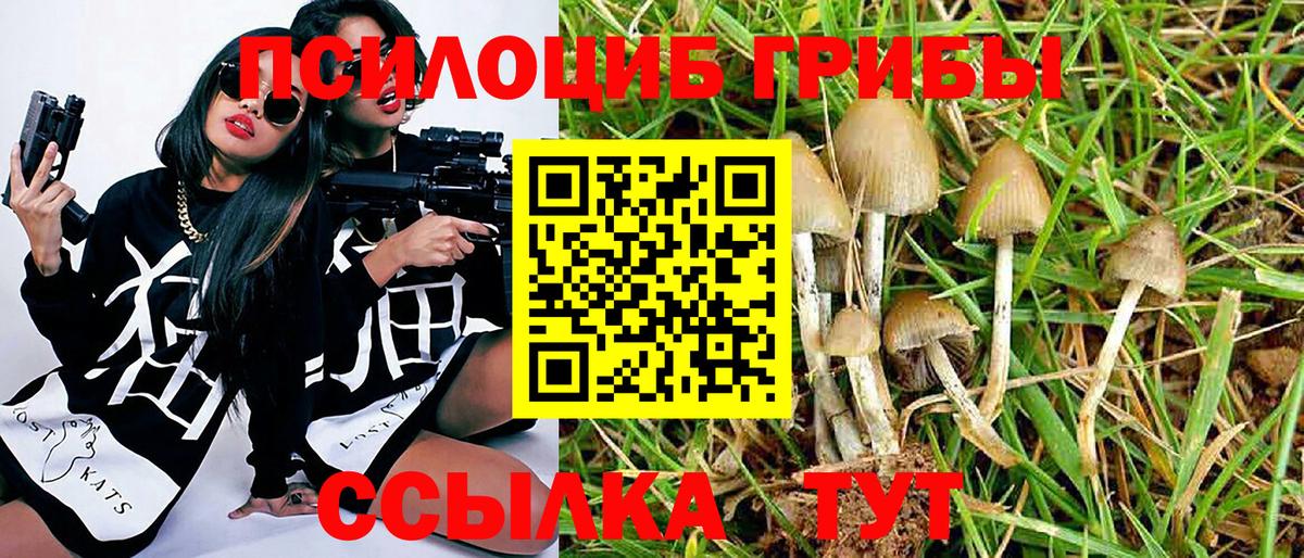 Галлюциногенные грибы Psilocybe Каспийск